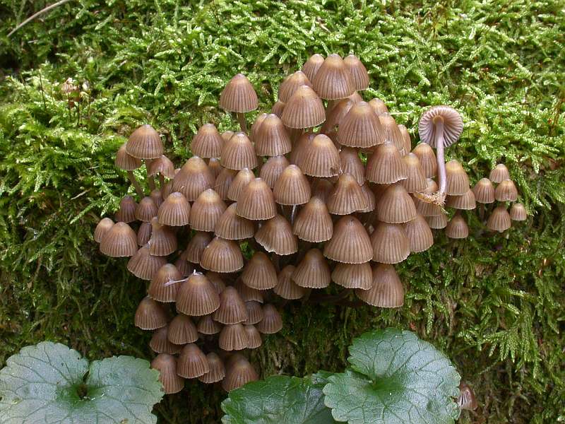 mycena_stipata_1.jpg