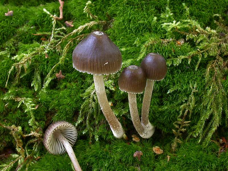 mycena_stipata_3.jpg