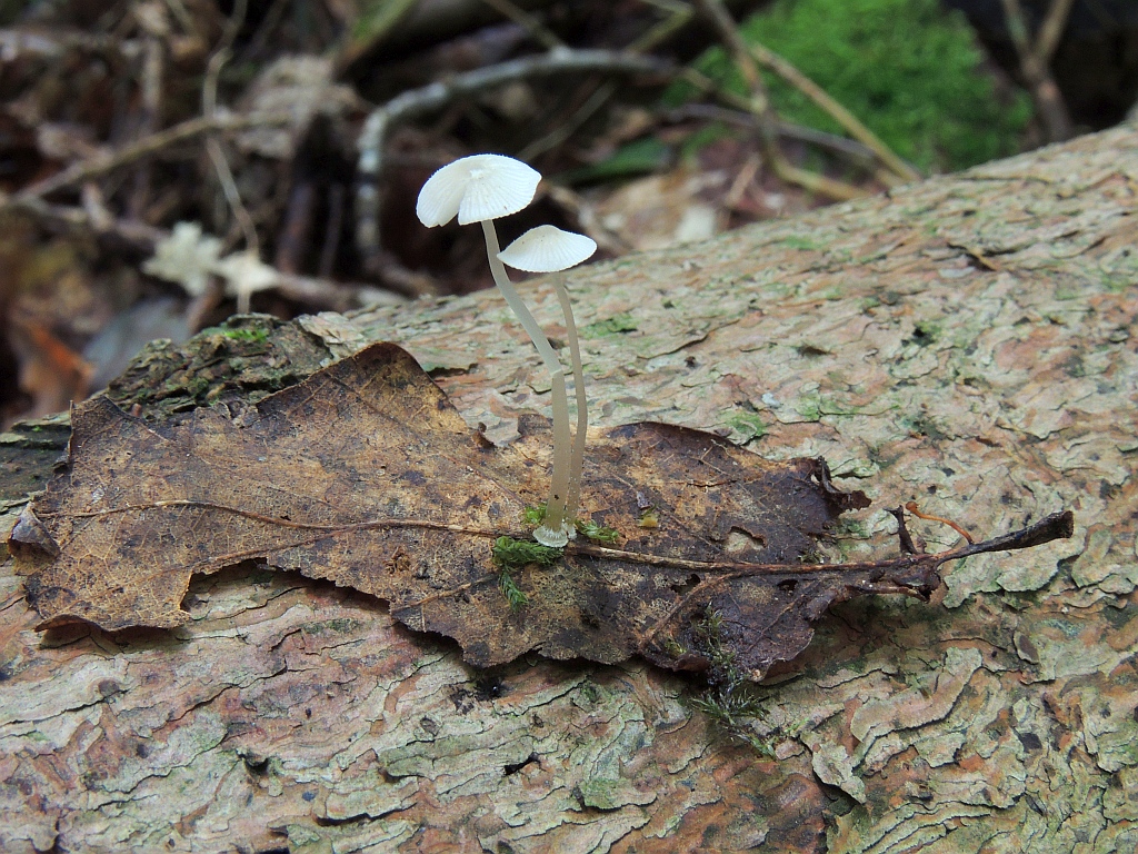 mycena_stylobates_1a.jpg