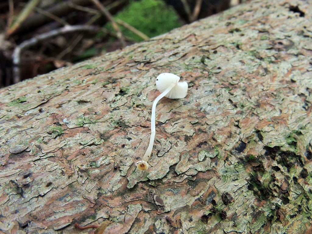 mycena_stylobates_1b.jpg