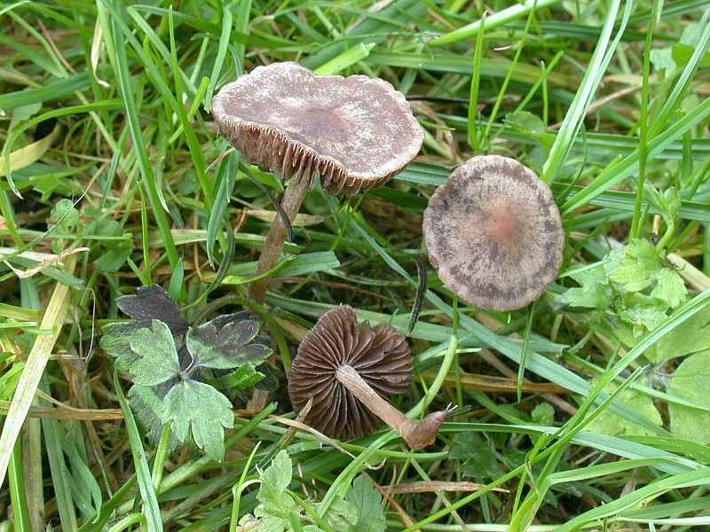 panaeolus_foenisecii_2.jpg