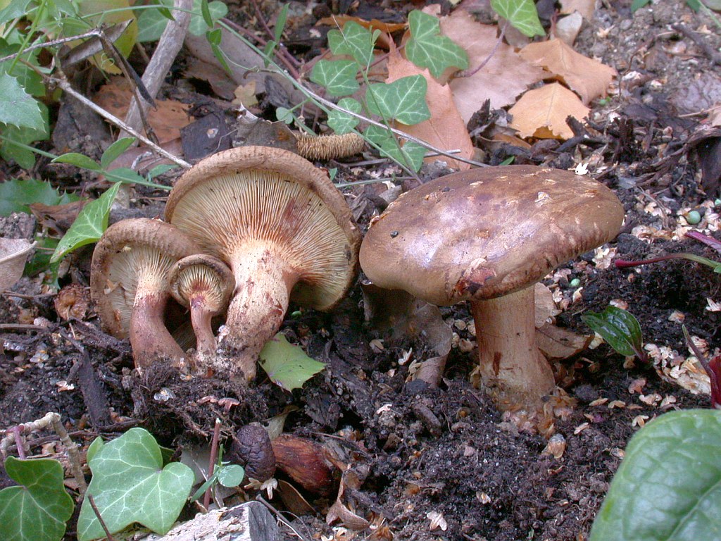 paxillus_involutus_1a.jpg