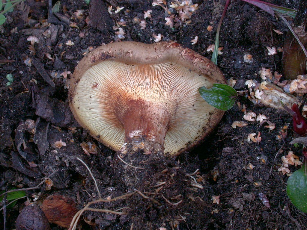 paxillus_involutus_1b.jpg