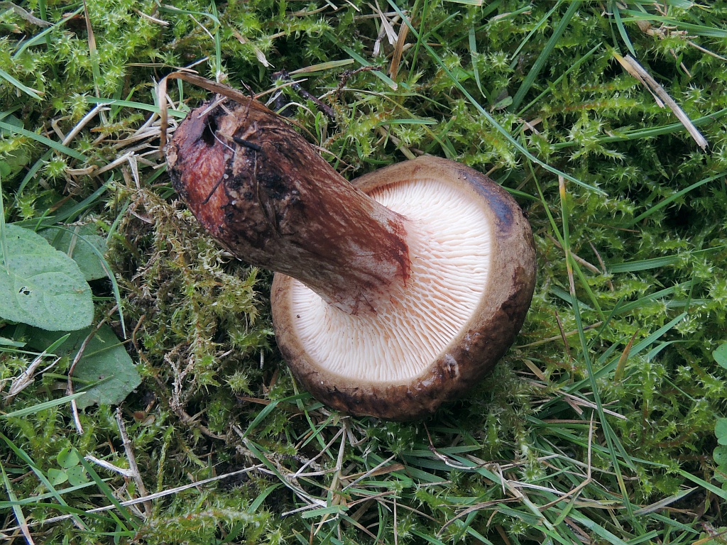 paxillus_involutus_7b.jpg