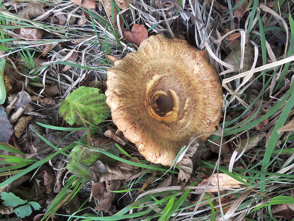 paxillus_rubicundulus_1a.jpg