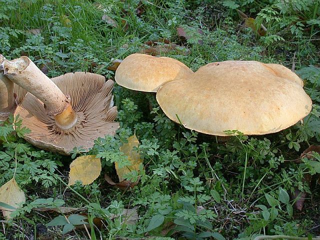 phaeolepiota_aurea_2.jpg