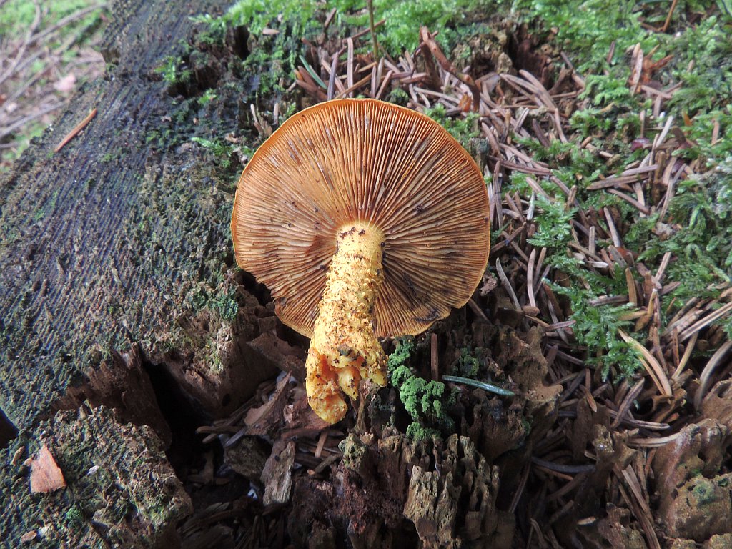 pholiota_flammans_1b.jpg