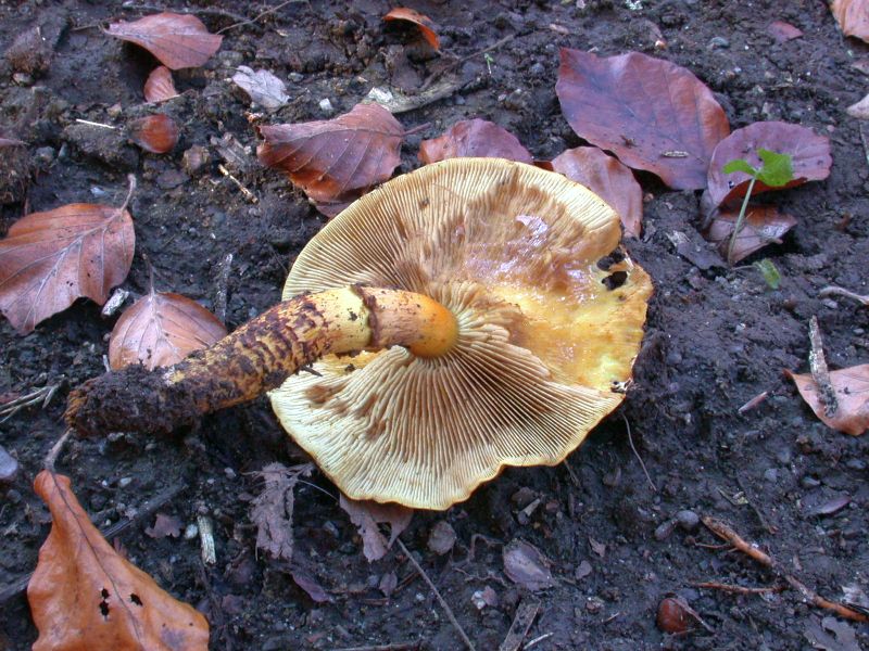 pholiota_jahnii_2b.jpg