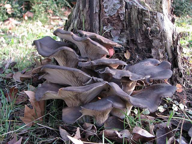 pleurotus_ostreatus-1.jpg
