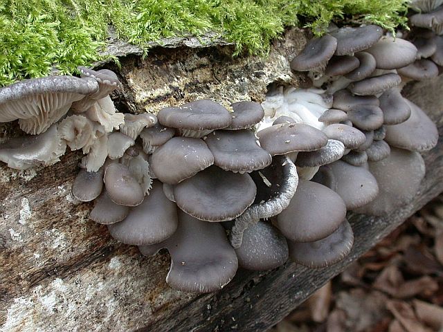 pleurotus_ostreatus.jpg