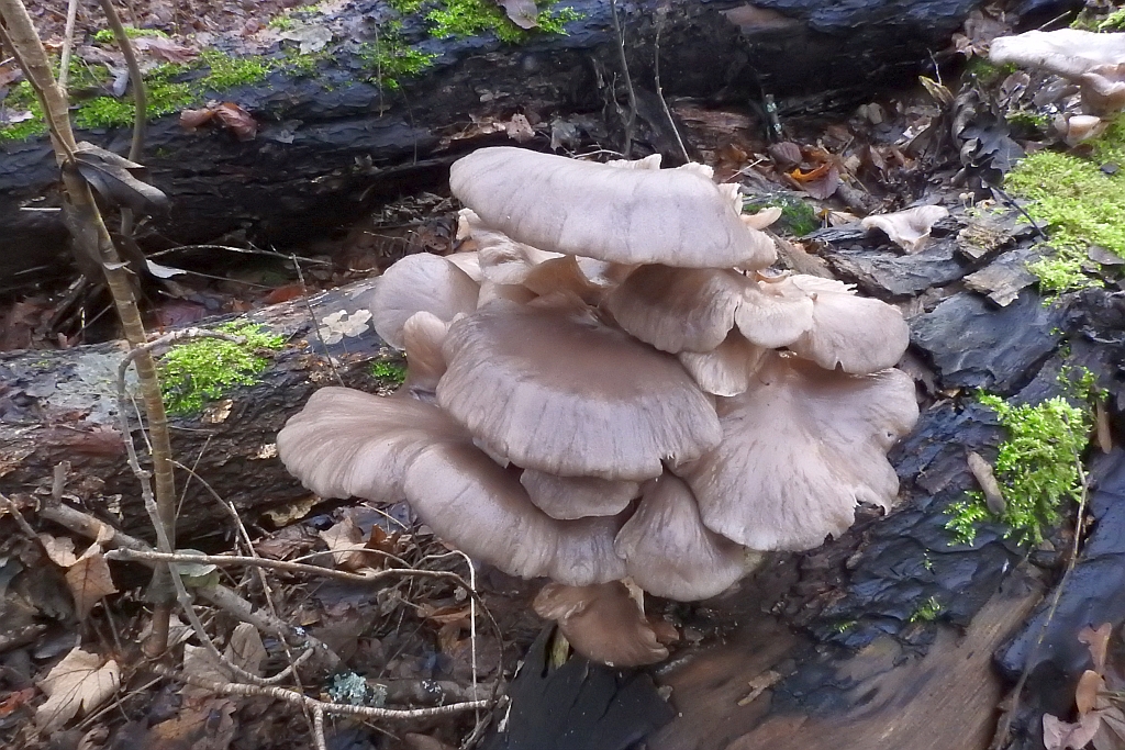 pleurotus_ostreatus_2a.JPG
