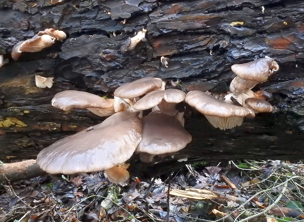 pleurotus_ostreatus_2b.JPG