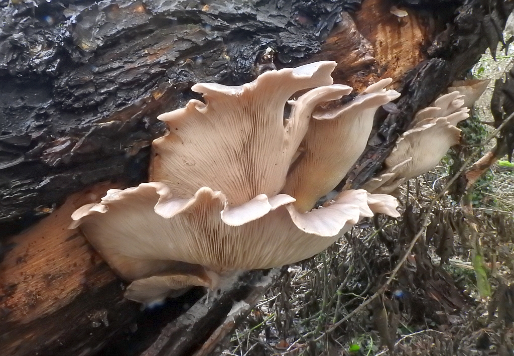 pleurotus_ostreatus_2c.JPG