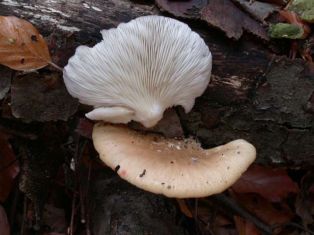 pleurotus_pulmonarius.jpg