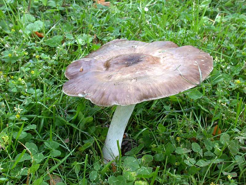 pluteus_cervinus_2a.jpg