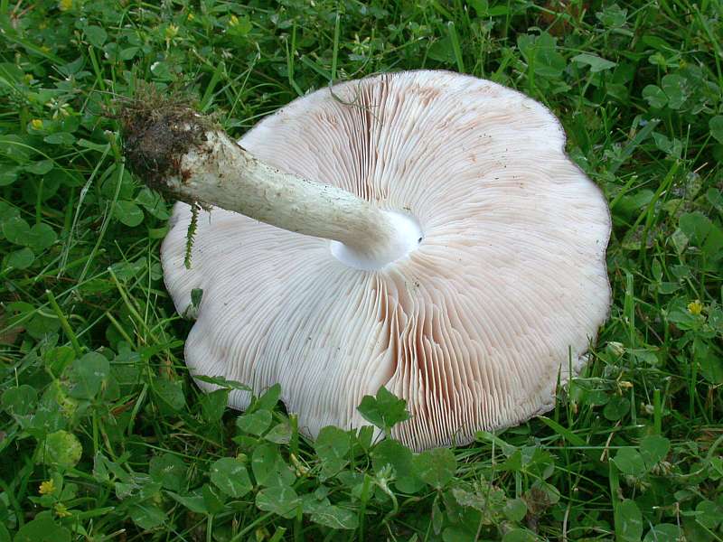 pluteus_cervinus_2b.jpg