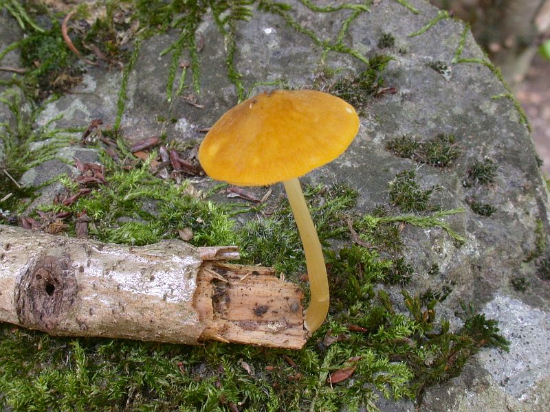 pluteus_leoninus_1a.jpg