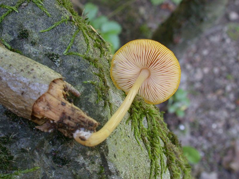 pluteus_leoninus_1b.jpg