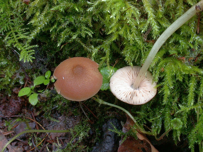 pluteus_nanus.jpg