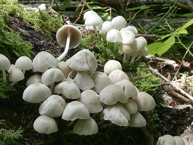 psathyrella_candolleana_1.jpg