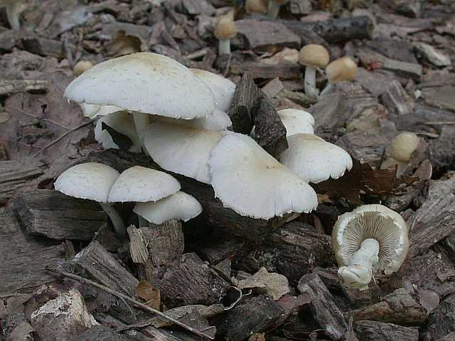 psathyrella_candolleana_3.jpg