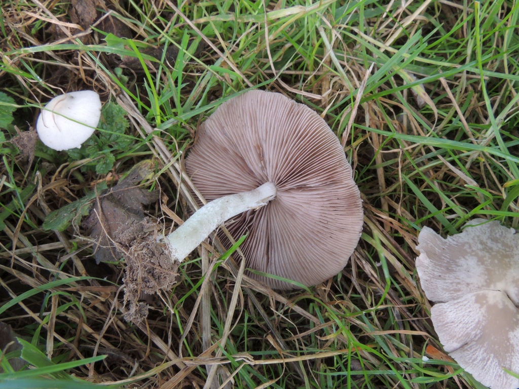 psathyrella_candolleana_4b.jpg