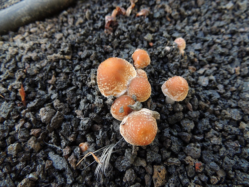 psathyrella_candolleana_6c.jpg