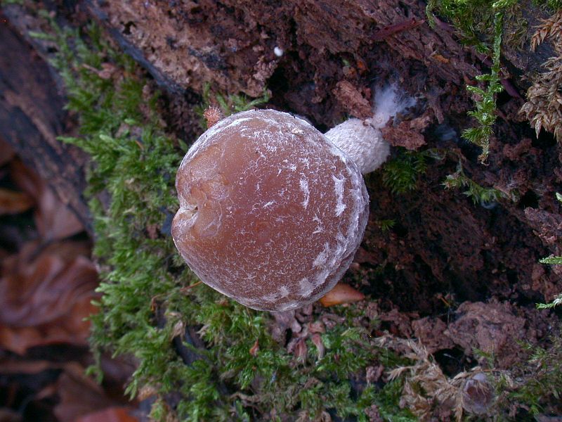 psathyrella_maculata_2a.jpg