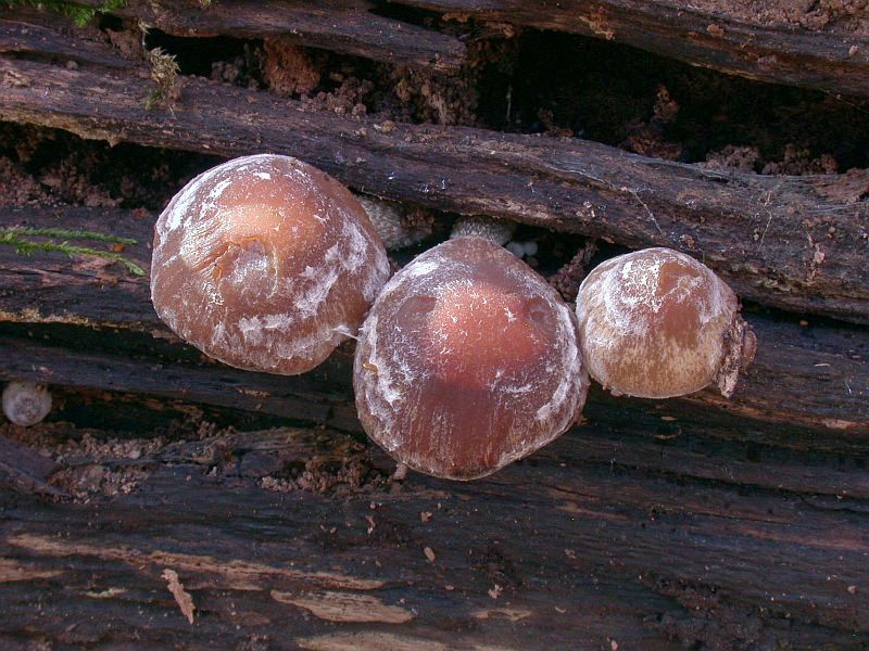 psathyrella_maculata_2b.jpg