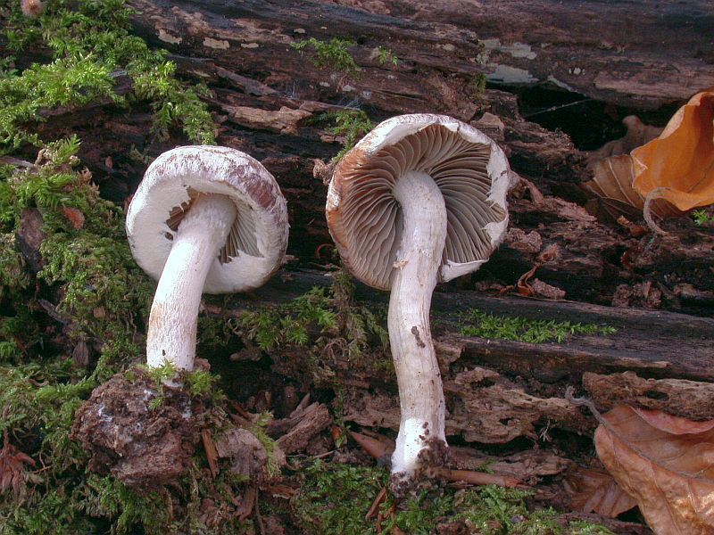 psathyrella_maculata_2c.jpg