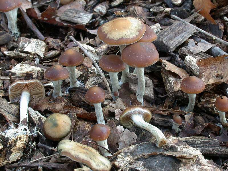 psilocybe_cyanescens.jpg