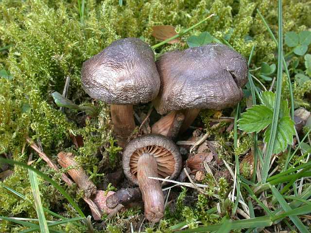 psilocybe_montana_1.jpg