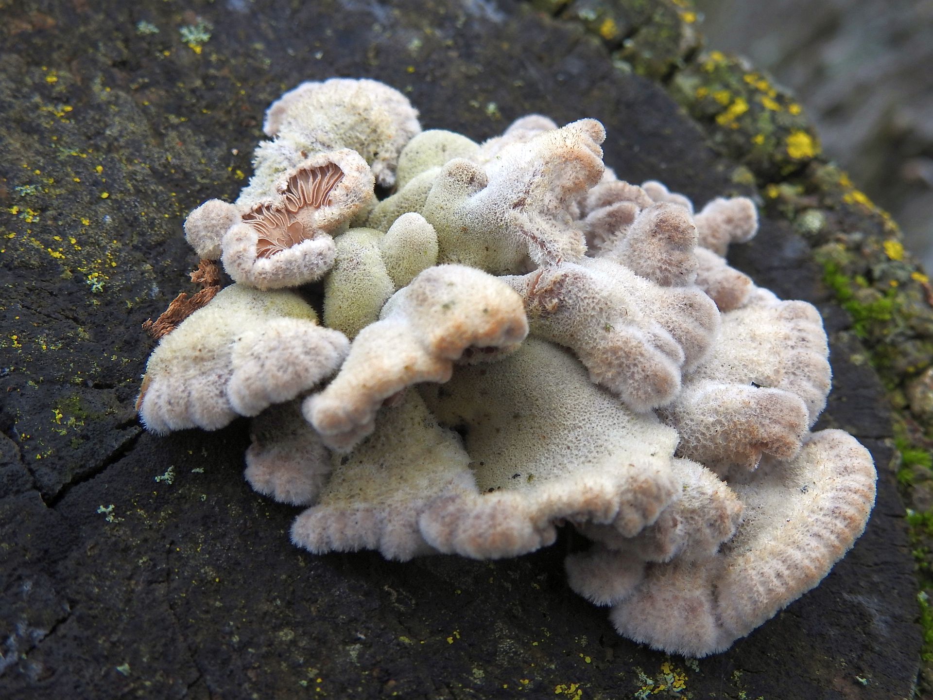 schizophyllum_commune_5.jpg