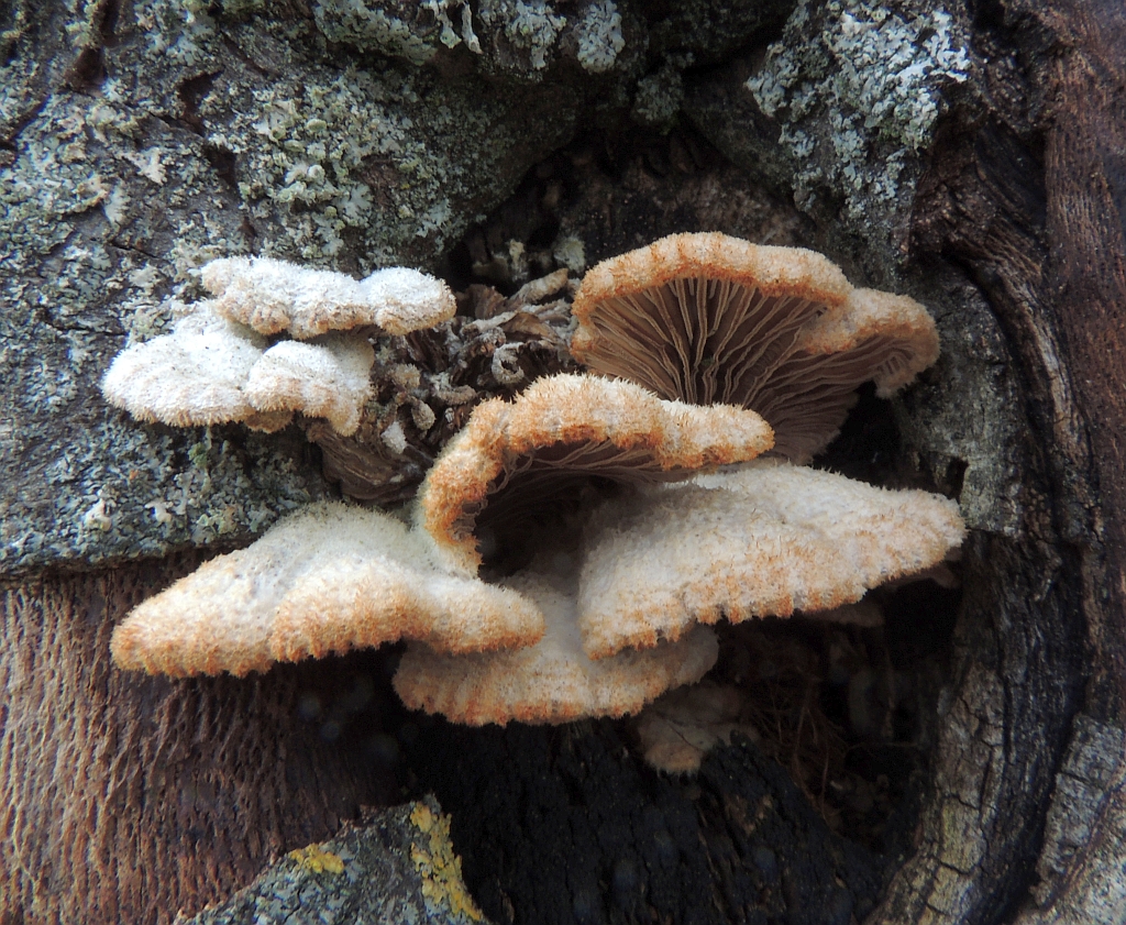 schizophyllum_commune_7.jpg