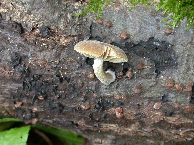 simocybe_centunculus.jpg
