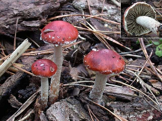 stropharia_aurantiaca_x.jpg
