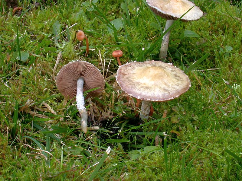 stropharia_caerulea_3.jpg