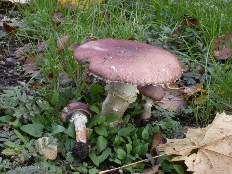 stropharia_rugosoannulata.jpg