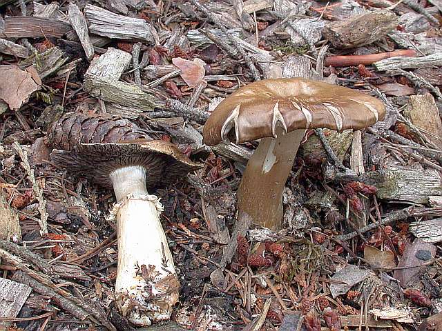stropharia_rugosoannulata_2.jpg