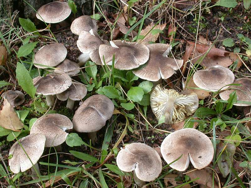 tricholoma_argyraceum_.jpg
