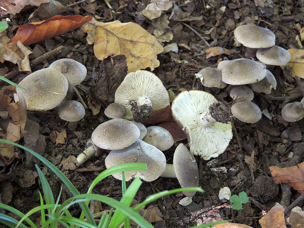 tricholoma_argyraceum_1.jpg
