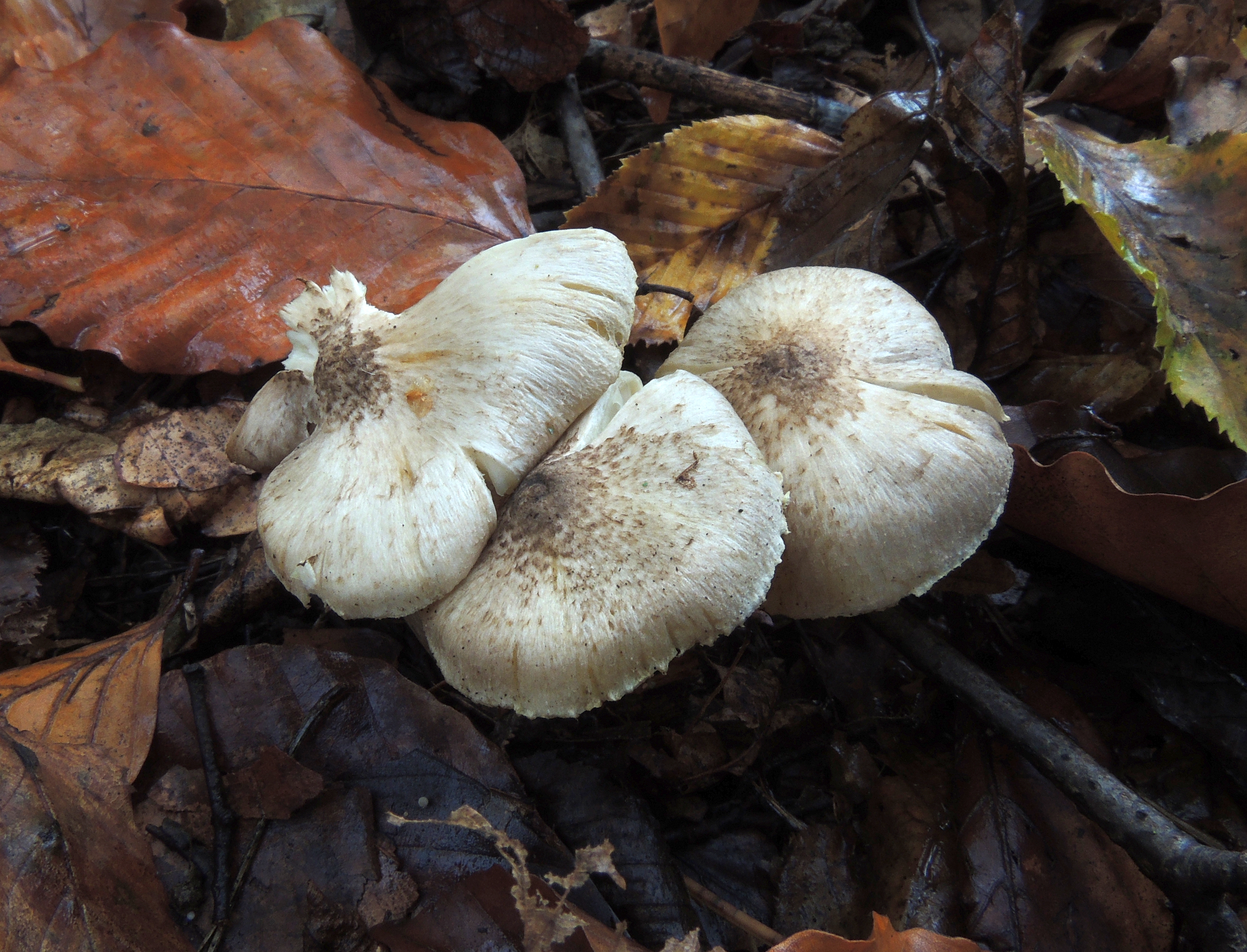 tricholoma_argyraceum_2a.jpg