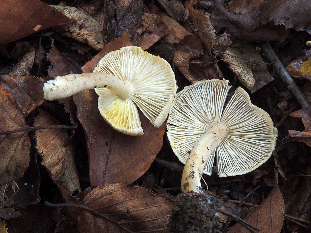 tricholoma_argyraceum_2b.jpg