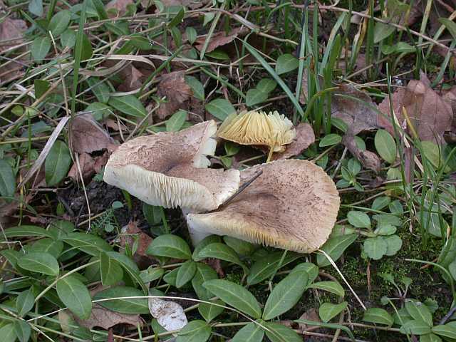 tricholoma_argyraceum_4.jpg