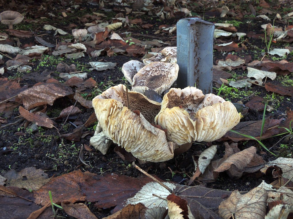 tricholoma_argyraceum_5a.jpg