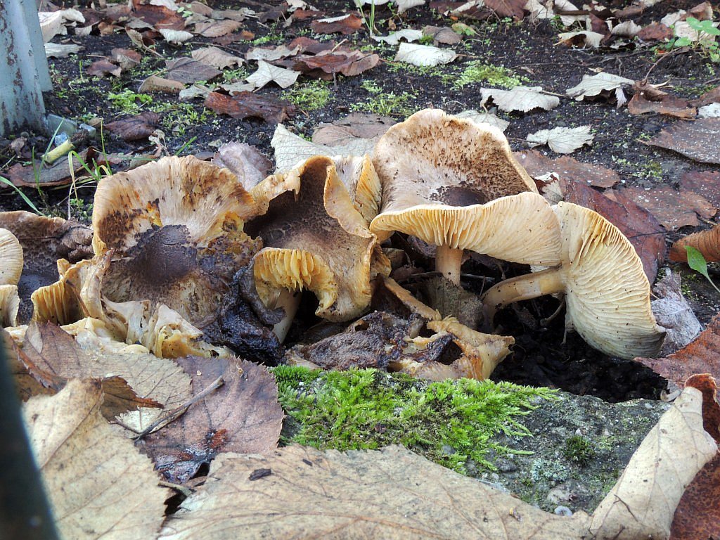 tricholoma_argyraceum_5b.jpg