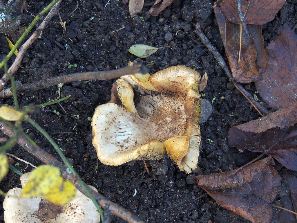 tricholoma_argyraceum_5c.jpg