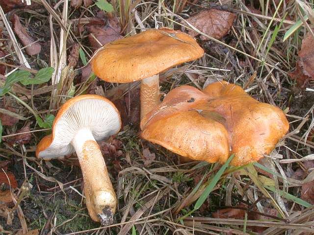 tricholoma_aurantium_1.jpg