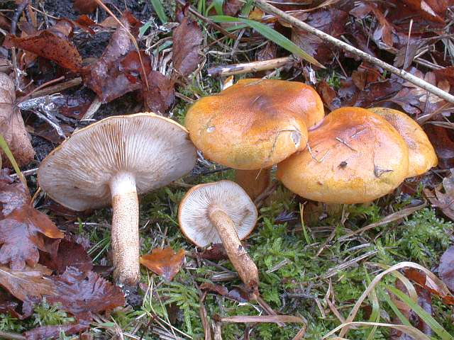 tricholoma_aurantium_2.jpg