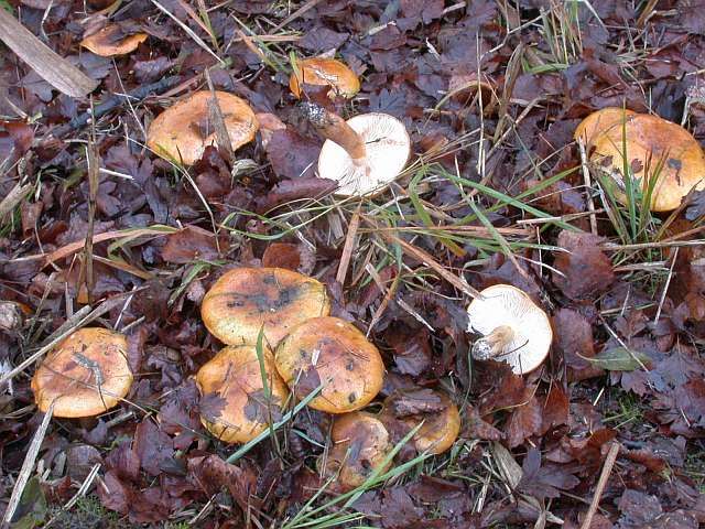 tricholoma_aurantium_3.jpg